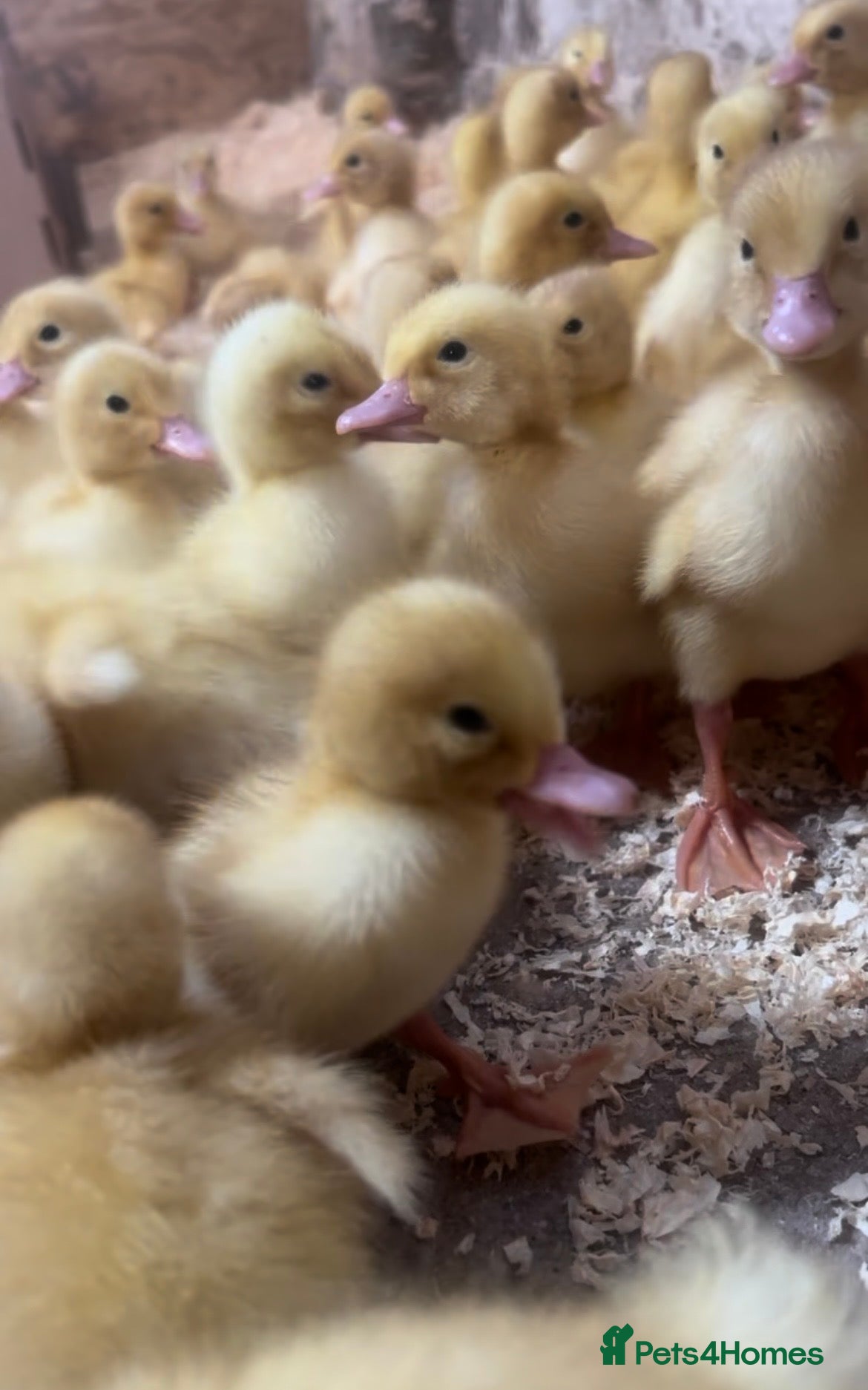 Ducks poultry Day old ducklings - Cherry valley, Indian Runners - Advert 1