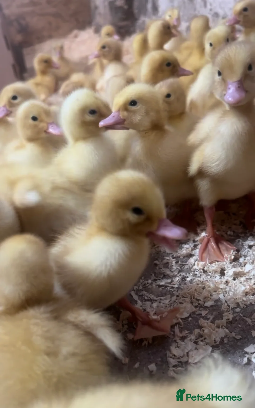 Ducks poultry for sale: Day old ducklings - Cherry valley, Indian Runners - Advert 1