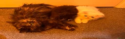 Persian cats for sale: Two pretty Persian kittens looking for a home - Advert 3