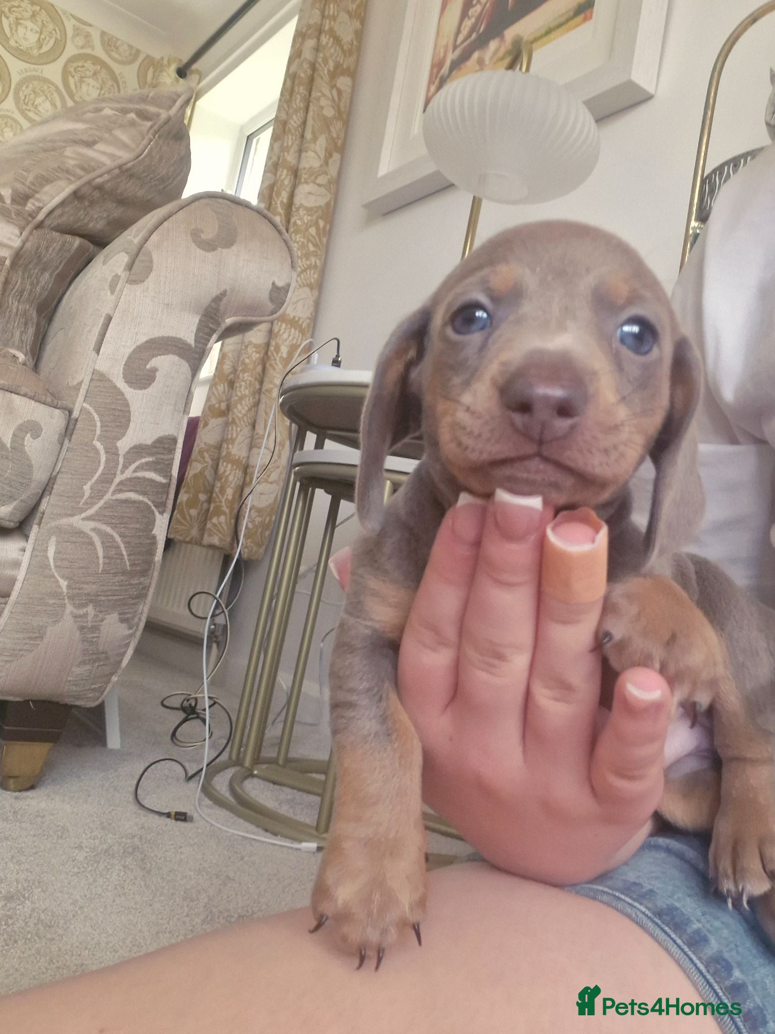 Miniature Dachshund dogs Miniture dashhound puppies - Advert 12