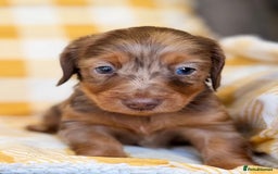 Miniature Dachshund dogs for sale: Long haired dachshund puppie - Advert 9