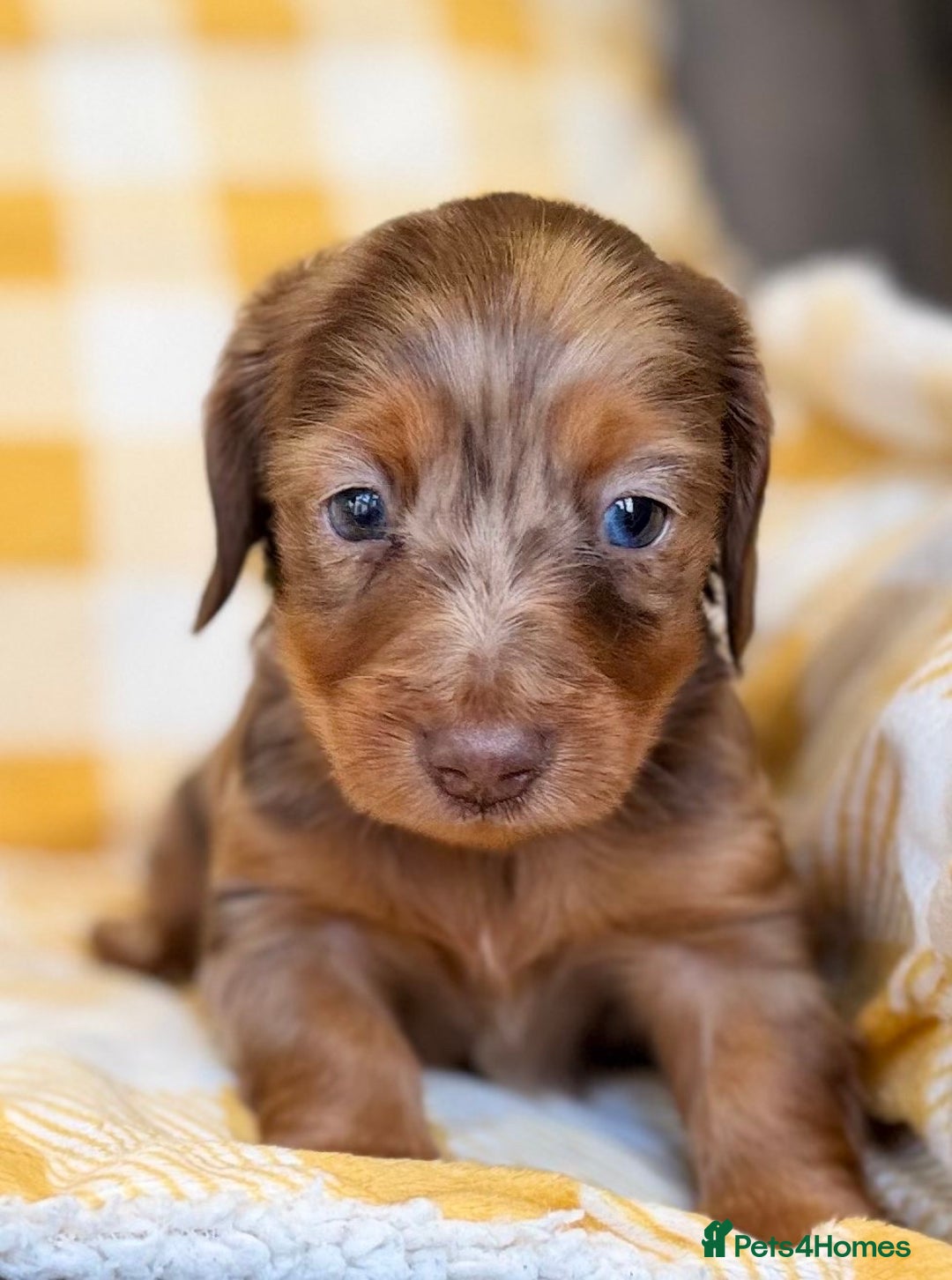 Miniature Dachshund dogs for sale: Long haired dachshund puppie - Advert 9