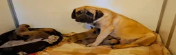 Mastiff dogs for sale: Mastiff puppies  in Galashiels - Advert 10