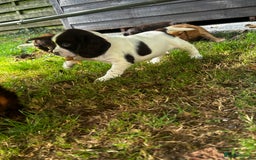 Cocker Spaniel dogs for sale: A litter of 6 gorgeous cocker spaniel puppies - Image 1