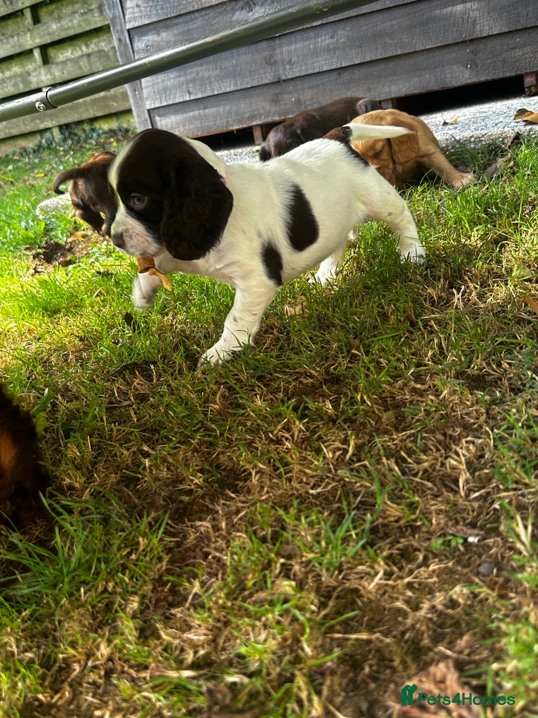 Cocker Spaniel dogs for sale: A litter of 6 gorgeous cocker spaniel puppies - Image 1