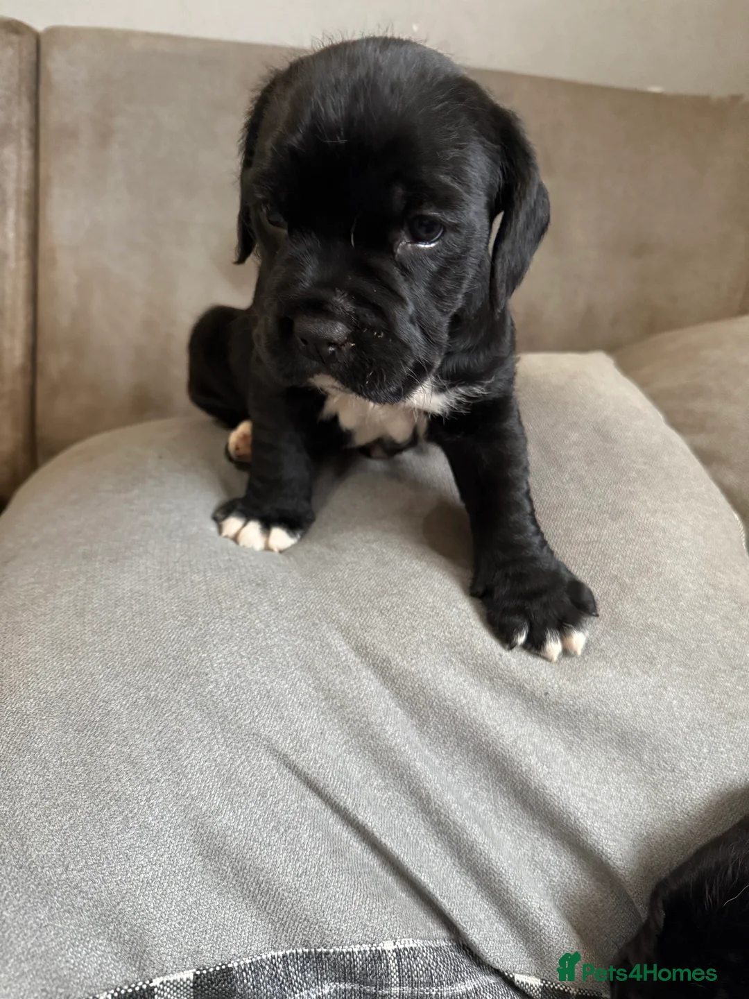 Mixed Breed dogs for sale: Chunky boys - Advert 7