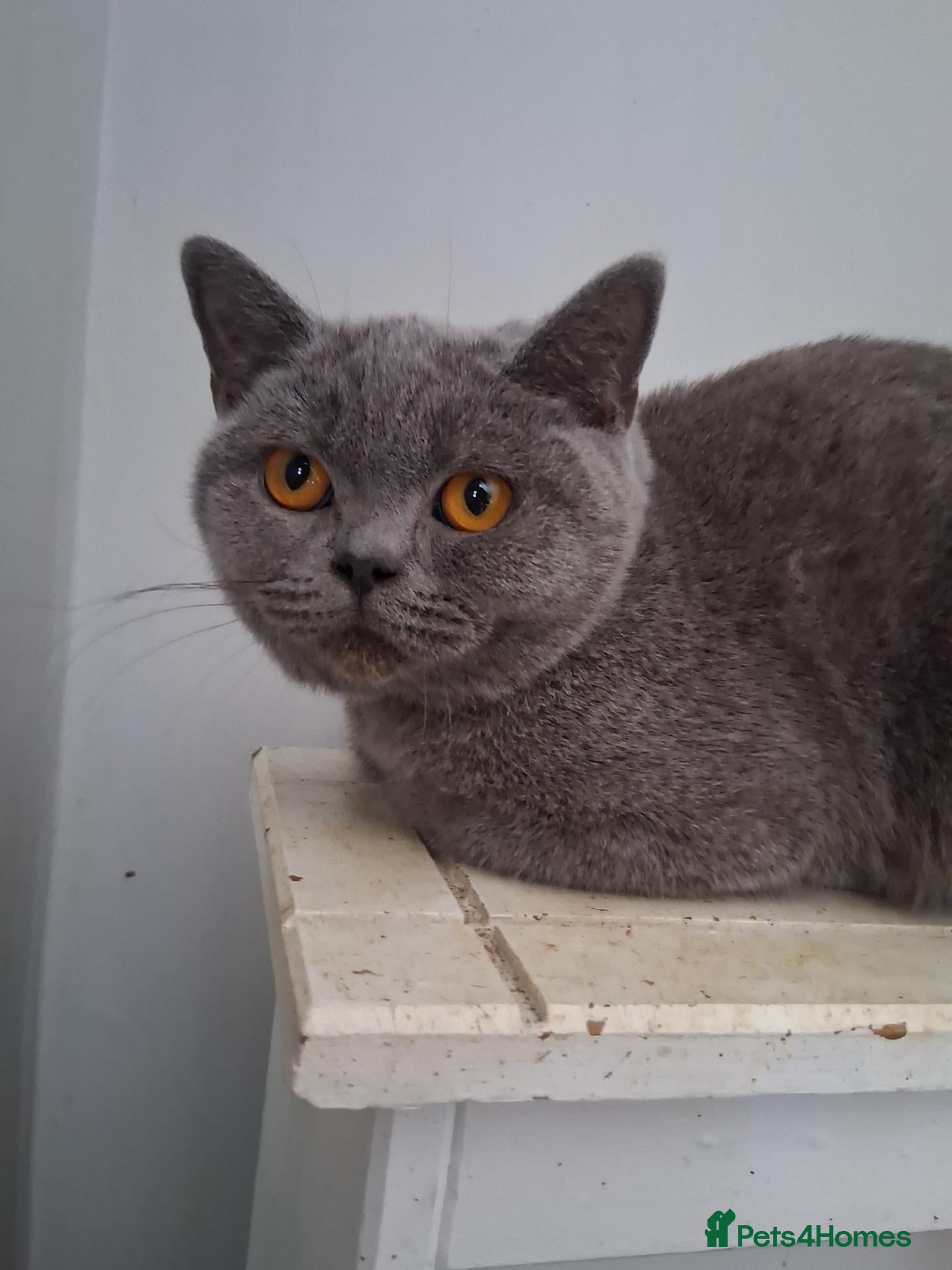 British Shorthair cats SIX BRITISH SHORTHAIR KITTENS - Advert 1