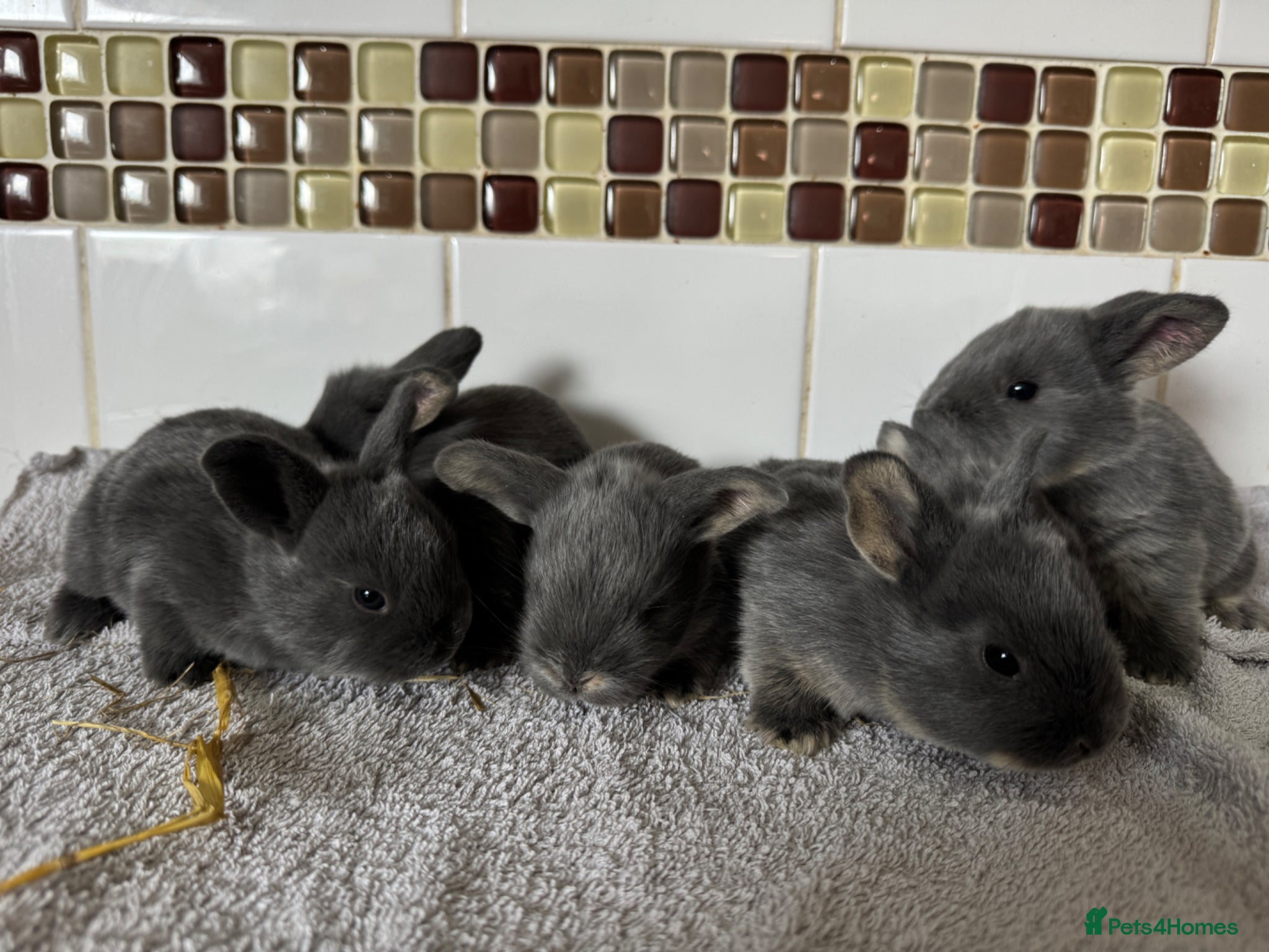 Mixed Breed rabbits Mini Rex x Lion Lop Babies - Advert 1