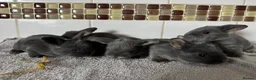 Mixed Breed rabbits for sale: Mini Rex x Lion Lop Babies - Advert 1
