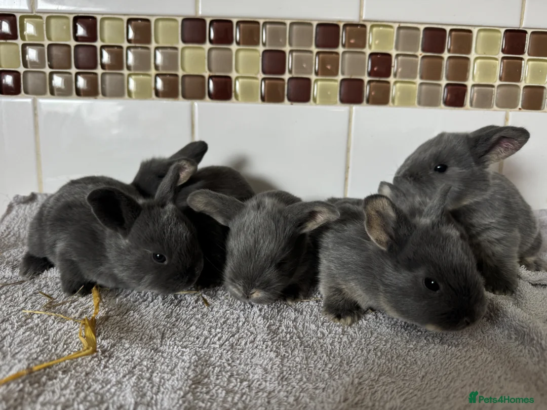 Mixed Breed rabbits for sale: Mini Rex x Lion Lop Babies - Advert 1