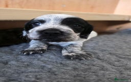 Cocker Spaniel dogs for sale: 🐾 Working Cocker Spaniel Puppies for Sale £800  - Image 19