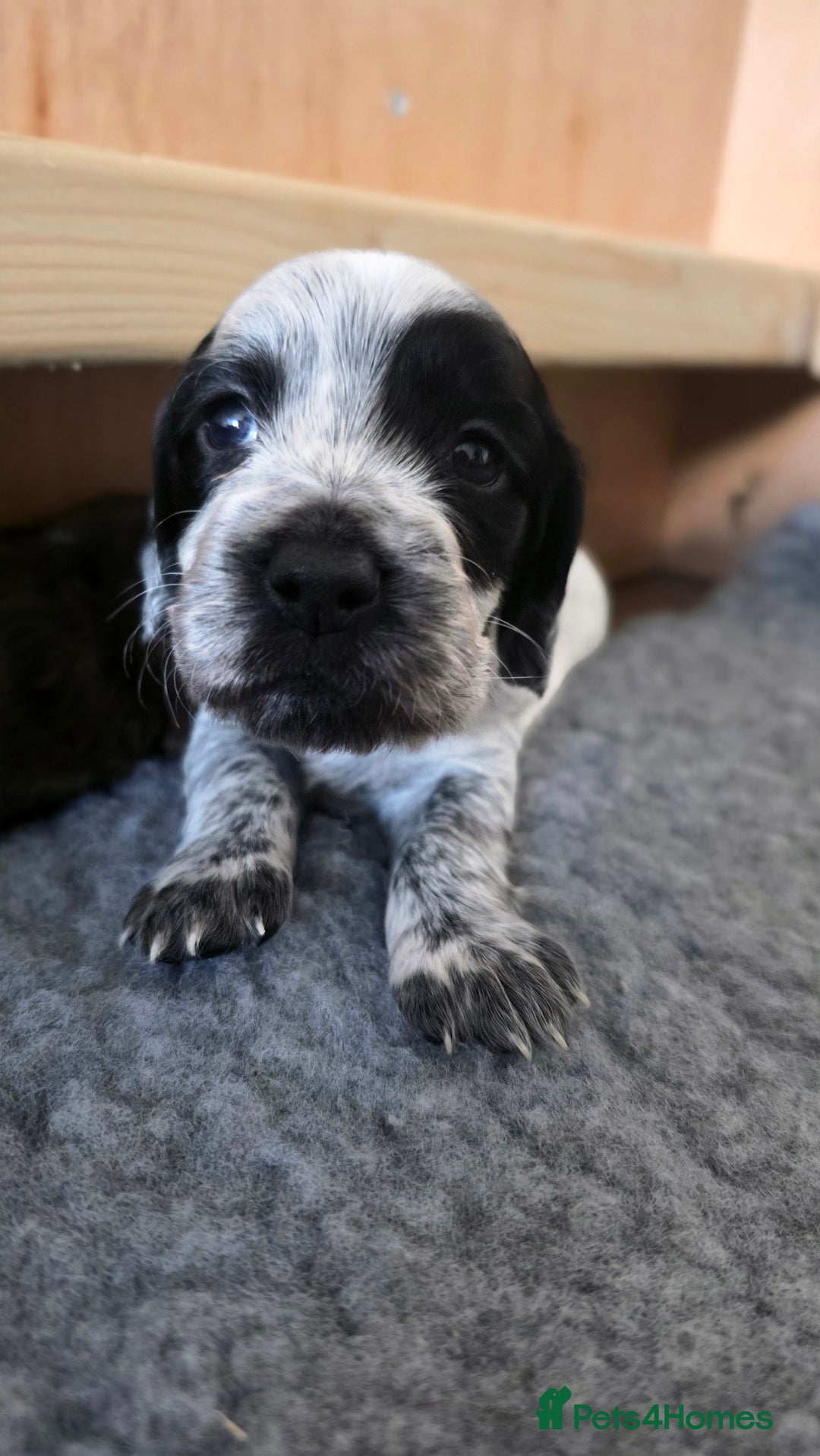 Cocker Spaniel dogs for sale: 🐾 Working Cocker Spaniel Puppies for Sale £800  - Image 19