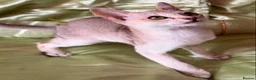 Singapura cats for sale: Rare Breed Singapura Kitten - Advert 33