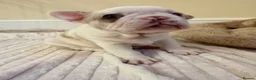 French Bulldog dogs for sale: French Bulldog Puppies – 3 Girls & 1 Boy 🐾💕 - Advert 9