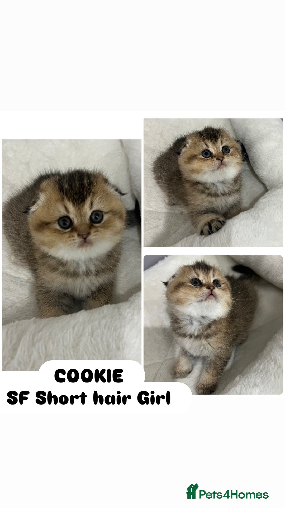 Scottish Fold cats for sale: Pure breed Pedigree SF kittens  - Advert 6