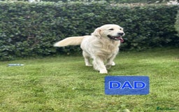 Golden Retriever dogs for sale: Beautiful Golden Retriever puppies - Image 9