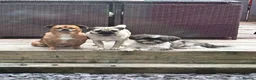 Jug dogs for sale: jack shih puppies - Advert 5