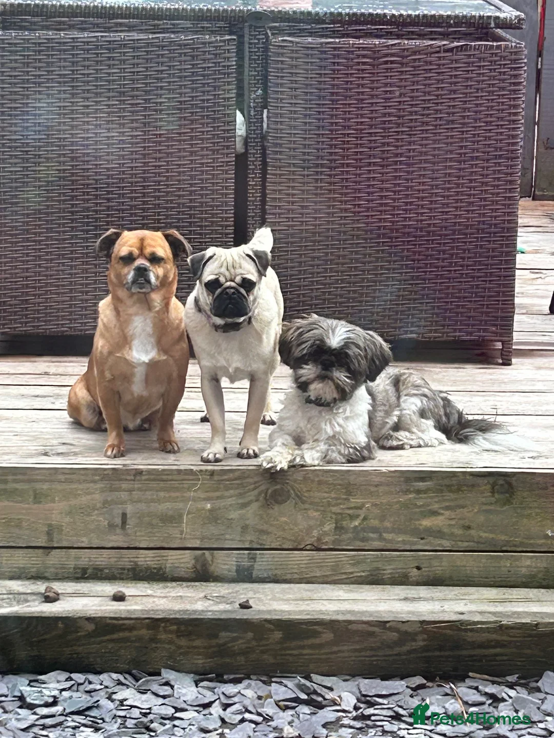 Jug dogs for sale: jack shih puppies - Advert 5