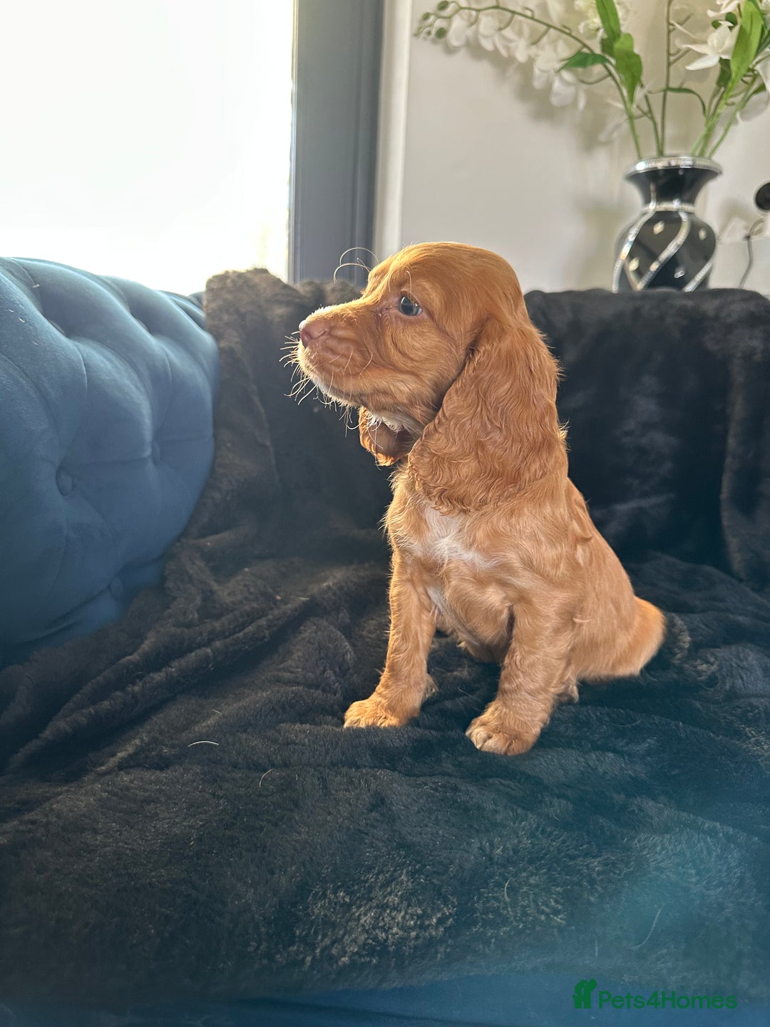 Cocker Spaniel dogs for sale: BEAUTIFUL LITTER OF TRICOLOURED COCKER SPANIELS  - Image 16