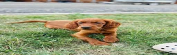 Irish Setter dogs for sale: Red Setter Puppies - Advert 3