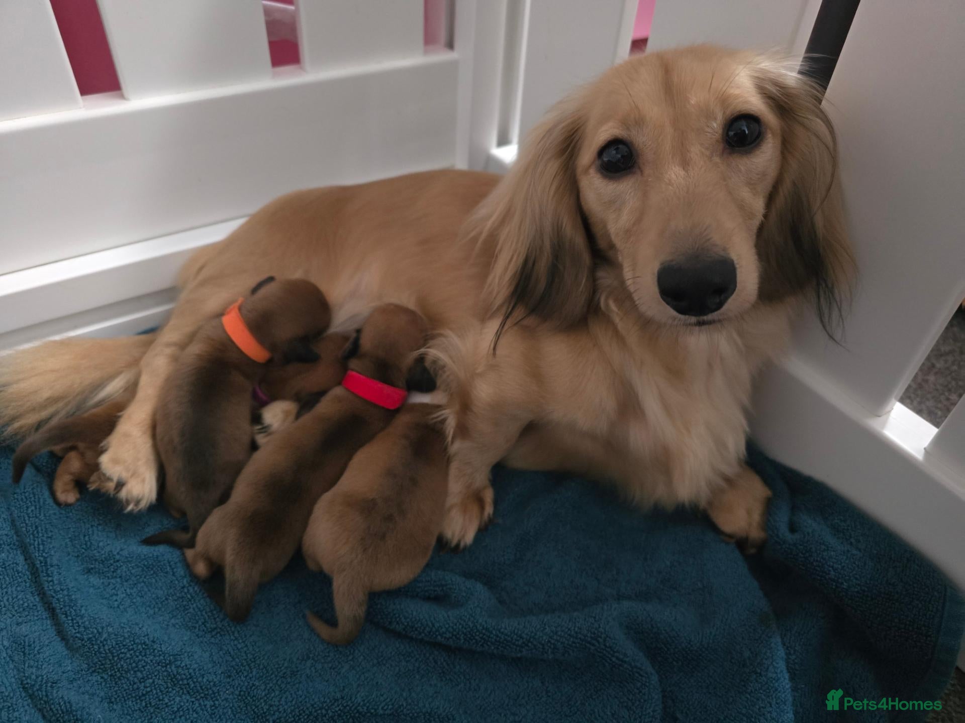 Miniature Dachshund dogs 4 beautiful miniature dachshunds  - Advert 1