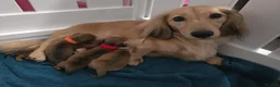 Miniature Dachshund dogs for sale: 4 beautiful miniature dachshunds  - Advert 1