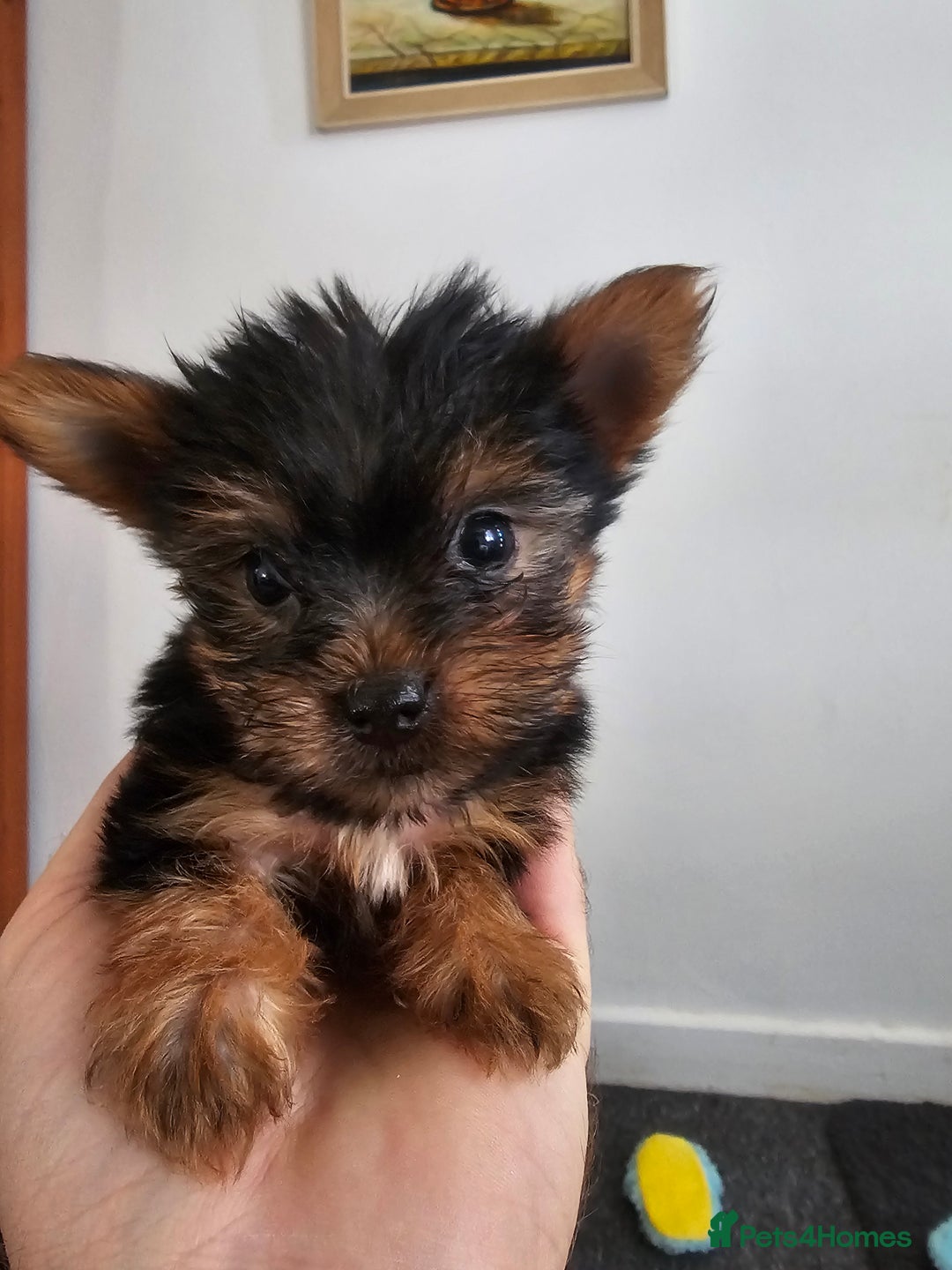 Yorkshire Terrier dogs for sale: Yorkie puppies - Image 4