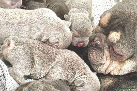 French Bulldog dogs LILAC,BLUE,FLUFFY - Advert 1