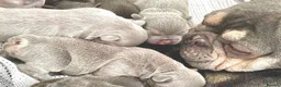 French Bulldog dogs for sale: LILAC,BLUE,FLUFFY - Advert 9