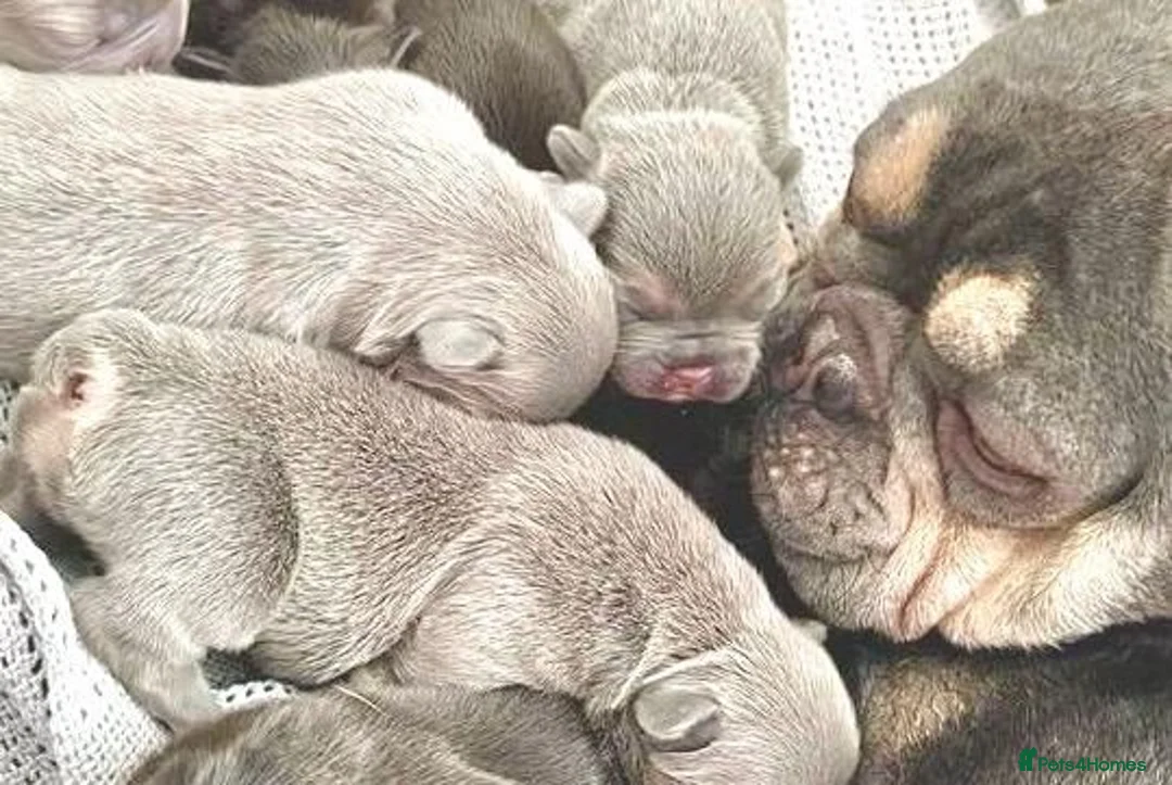 French Bulldog dogs for sale: LILAC,BLUE,FLUFFY - Advert 9