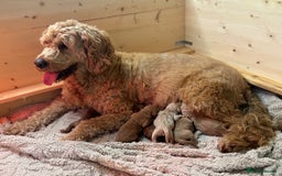 Mini Goldendoodle dogs for sale: Miniature Goldendoodle F1b Puppies - Advert 15