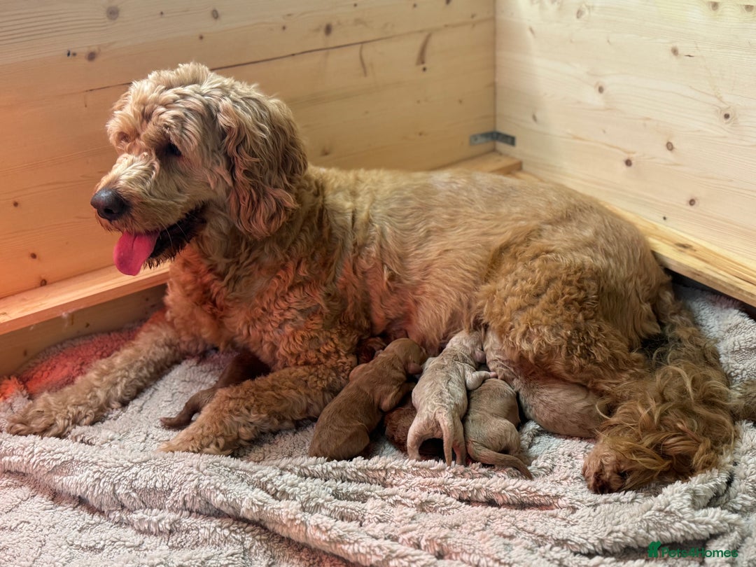 Mini Goldendoodle dogs for sale: Miniature Goldendoodle F1b Puppies - Advert 15