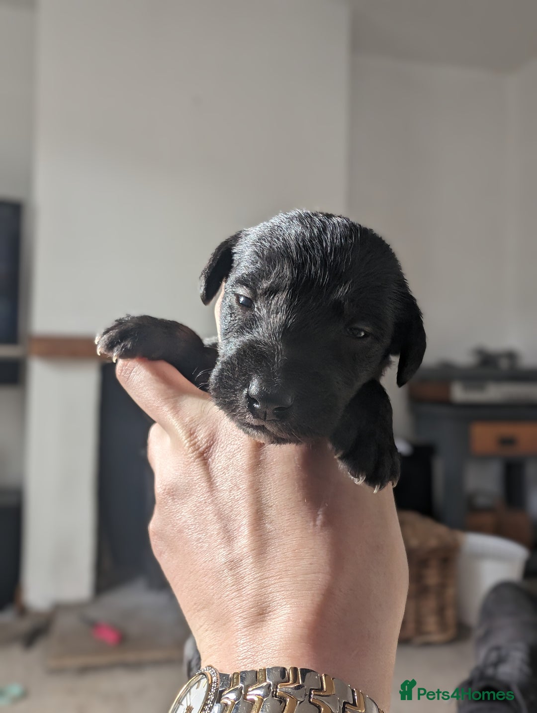 Mixed Breed dogs for sale: Highest Quality Bedlington Whippets  - Advert 7