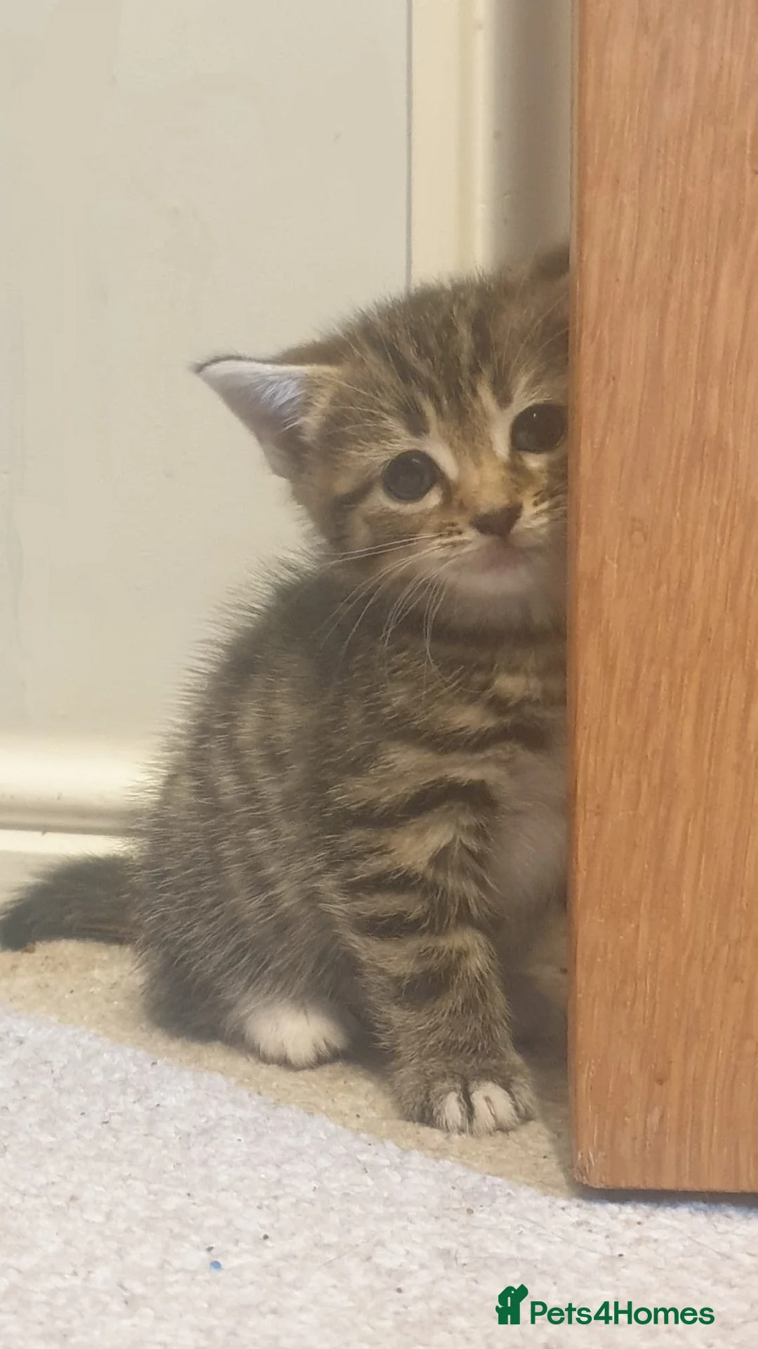 Mixed Breed cats for sale: 4 beautiful kittens for sale.  - Advert 8