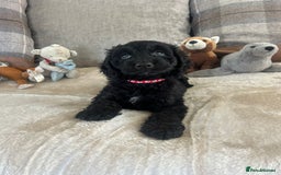 Cockapoo dogs for sale: Gorgeous F1 cockapoo puppies  - Image 4