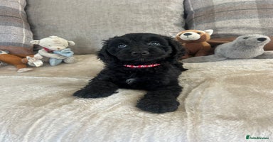 Cockapoo dogs - Advert 6
