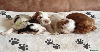 Cocker Spaniel dogs - Advert 15