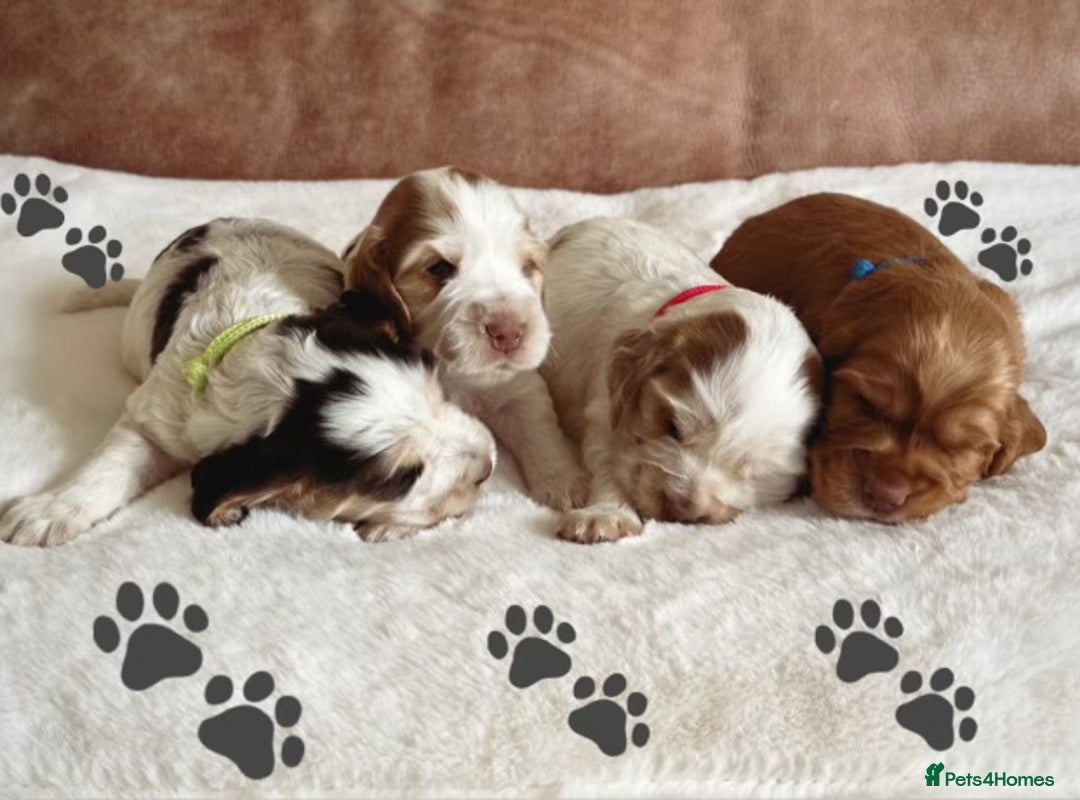 Cocker Spaniel dogs for sale: Extensively Health Tested KC Reg Puppies  - Image 3