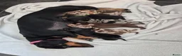 Miniature Dachshund dogs for sale: 🖤 Stunning Miniature Dachshunds 🖤 - Advert 1