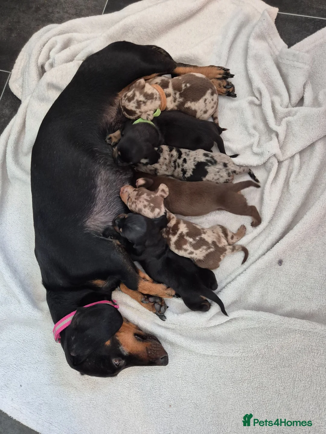 Miniature Dachshund dogs for sale: 🖤 Stunning Miniature Dachshunds 🖤 - Advert 1