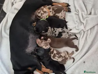 Miniature Dachshund dogs 🖤 Stunning Miniature Dachshunds 🖤 - Advert 1
