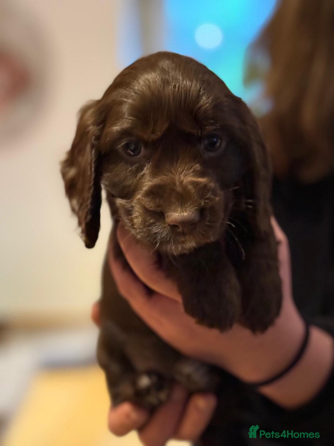 Cocker Spaniel dogs for sale: 2 cocker spaniel puppies left - Advert 5