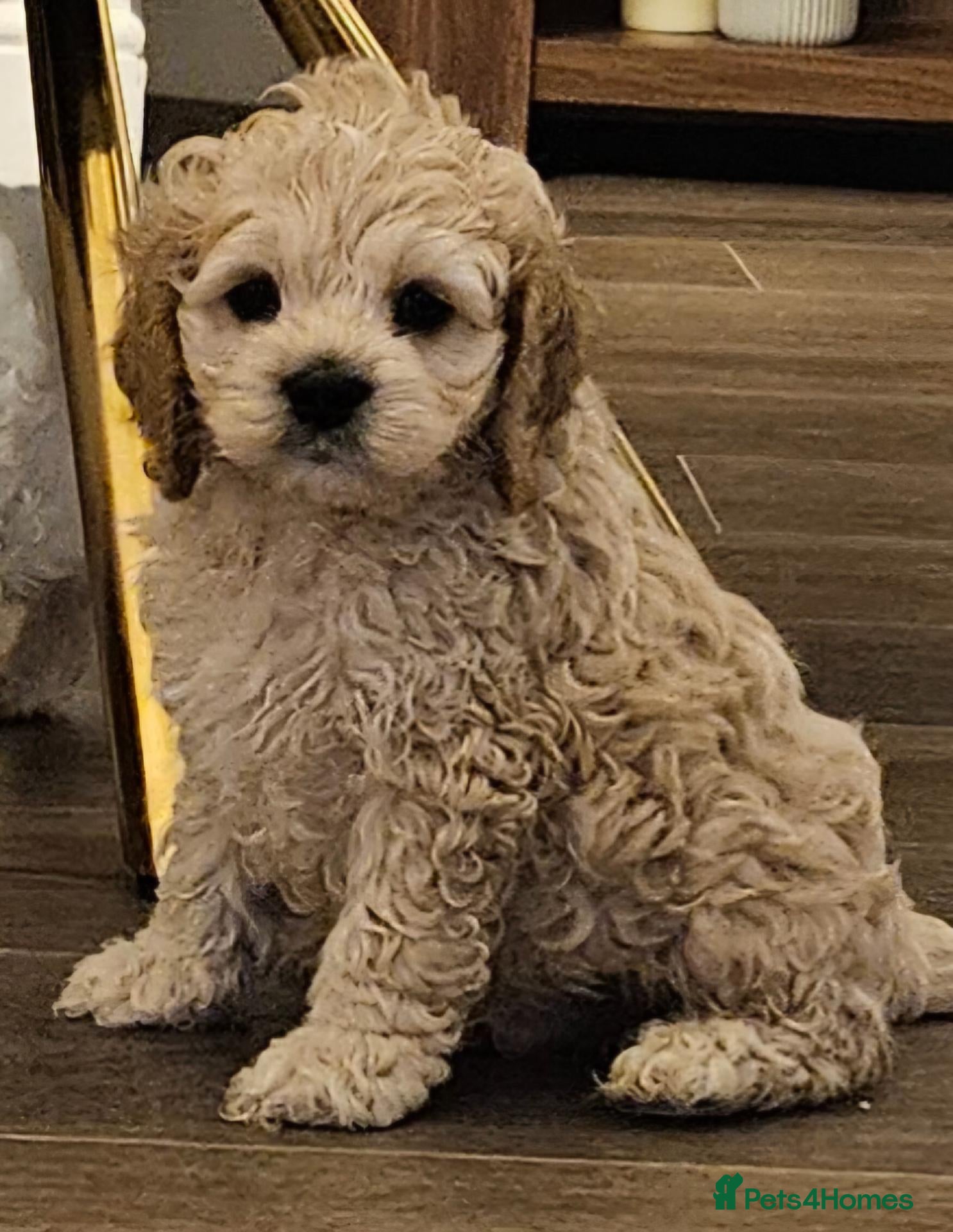 Cockapoo dogs  F1b extensively DNA tested American cockerpoo  - Advert 15