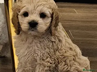 Cockapoo dogs F1b extensively DNA tested American cockerpoo - Advert 15