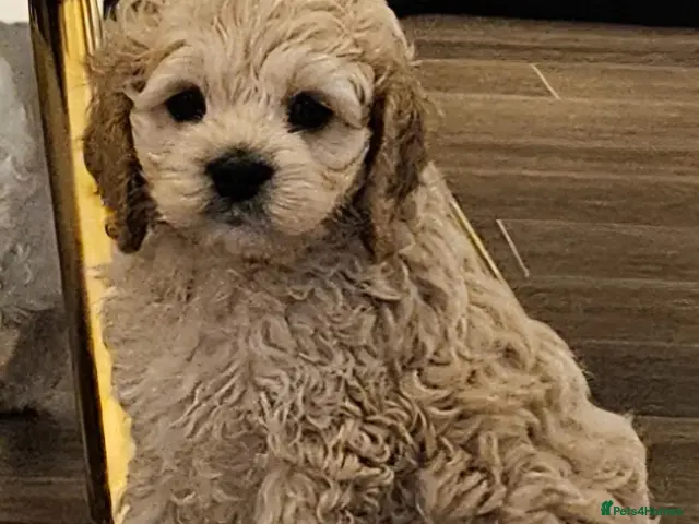 Cockapoo dogs for sale: Ready now Miniature cockerpoo puppies - Advert 20