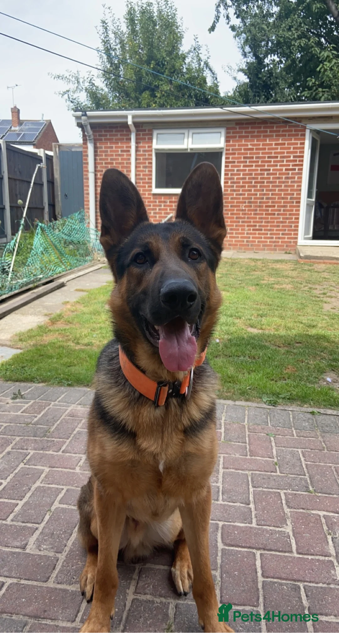 German Shepherd dogs for sale: 4 Year Old Male German Shepherd – Neo - Advert 1