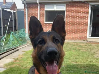 German Shepherd dogs 4 Year Old Male German Shepherd – Neo - Advert 4
