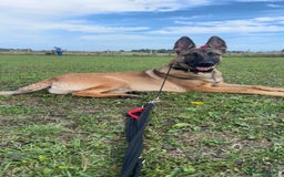 Belgian Shepherd Dog dogs for sale: Belgain Malinois  - Image 1