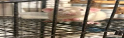Rat rodents for sale: Sven and Olaf - Advert 2