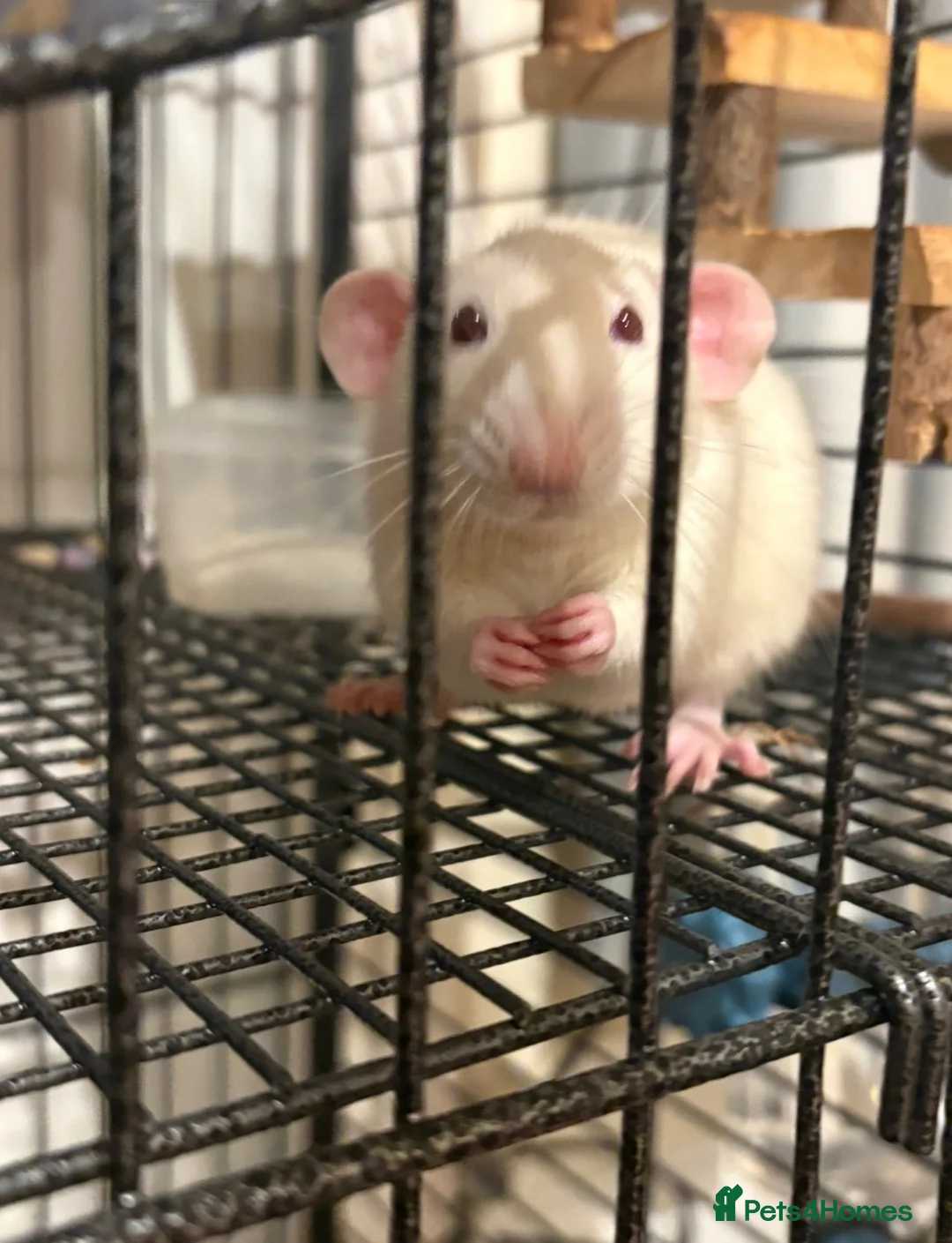 Rat rodents for sale: Sven and Olaf - Advert 2